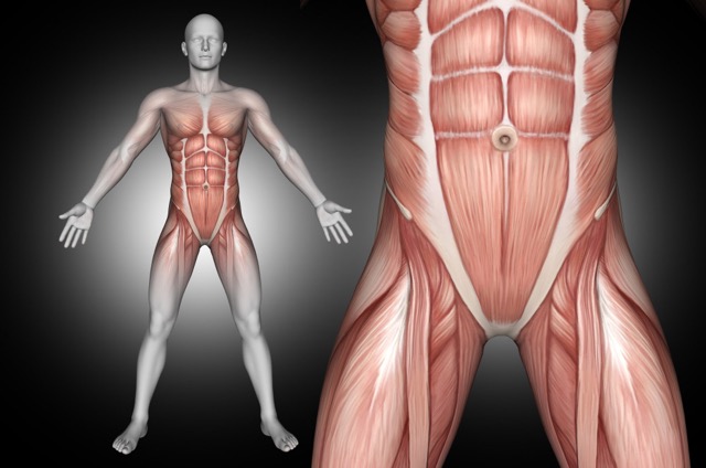 pelvic muscles